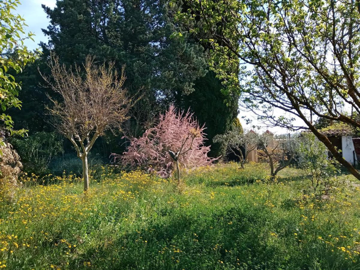 Hotel Au Mas Saint Pierre Pignans Zewnętrze zdjęcie
