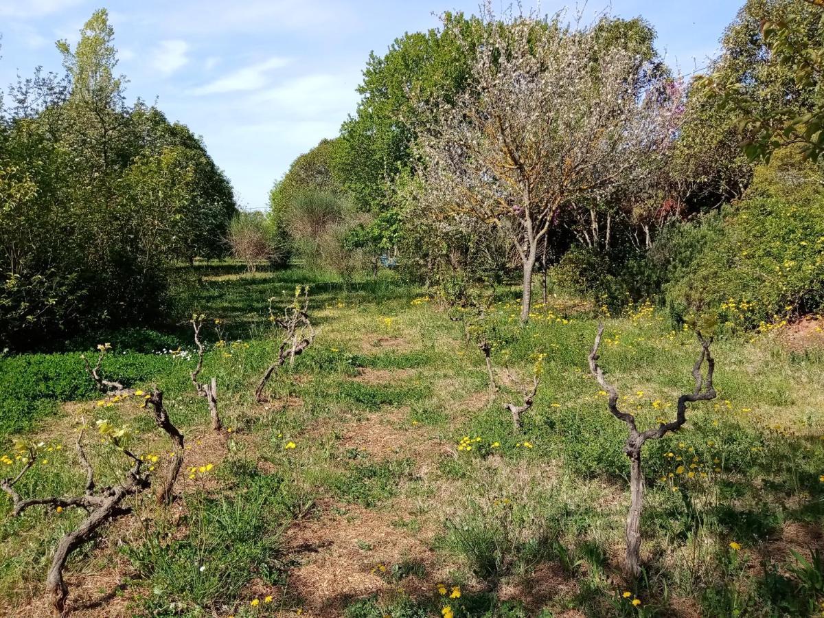 Hotel Au Mas Saint Pierre Pignans Zewnętrze zdjęcie